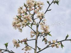 -顾村公园
