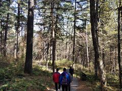 -五营红松林海景区