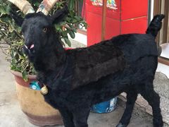 -老石黑山羊毛驴肉火锅(金凯广场店)