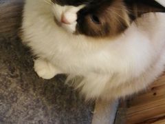-猫色咖啡·猫咖