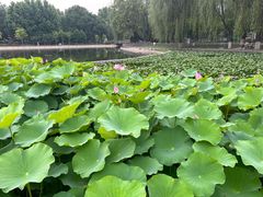-裕华世纪公园