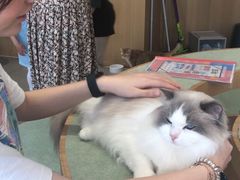 -CAT’S MEWSTAR CAFE·喵星球猫屋(晴湾咖啡店)
