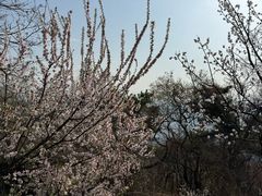 -香山公园