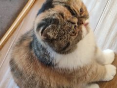 -滚猫咖啡·猫咖·猫友好撸猫(未来城店)