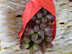 -马陆小张葡萄园农家乐