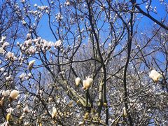 -上海共青森林公园