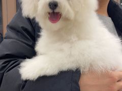 -瑞鹏宠物医院·超声·骨科·奇麟分院(蜀都万达店)