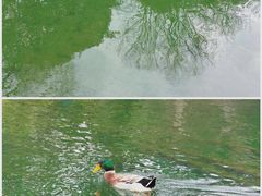 -西湖外事游船(花港观鱼码头)