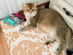 -喵zoo家庭繁育猫舍(尖东智能花园店)
