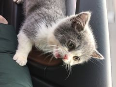 傻傻猫猫大本营-Bastet sally猫舍购宠(静安店)