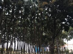 -红花山公园
