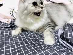 -伟伟宠物医院·CT影像中心·瑞派犬猫综合性门诊(汉口总院)
