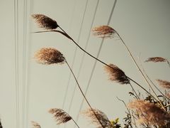 -三圣花乡旅游区