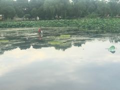 -荷塘月色湿地公园·向阳花洲