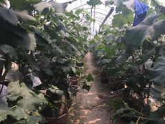 -马陆小张葡萄园农家乐