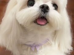 -爱侣宠医·鹦鹉专科·小型哺乳类·异宠专科(灵石路店)