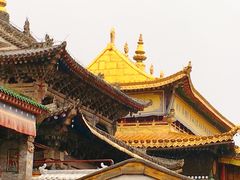 -塔尔寺菩提树