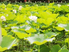 -莲花池公园