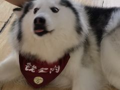 -Husky Go! 哈士奇体验馆·宠物咖啡厅狗咖