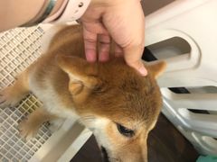 -柯斗斗主题餐厅·狗咖·围炉煮茶·茶饮(国瑞升平里店)