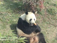 -武汉动物园