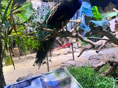 -正佳雨林生态植物园