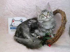 -十年猫舍·猫咪专门店(普陀店)