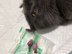 -灵美宠物诊所
