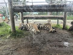 -西霞口神雕山野生动物世界