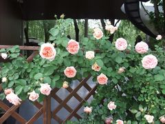 -洛阳市隋唐城遗址植物园