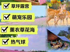 -大塘金香草谷