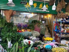 -曲阳花鸟市场(曲阳路店)