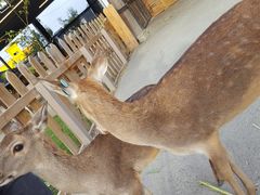 -鹿境梅花鹿生态园区