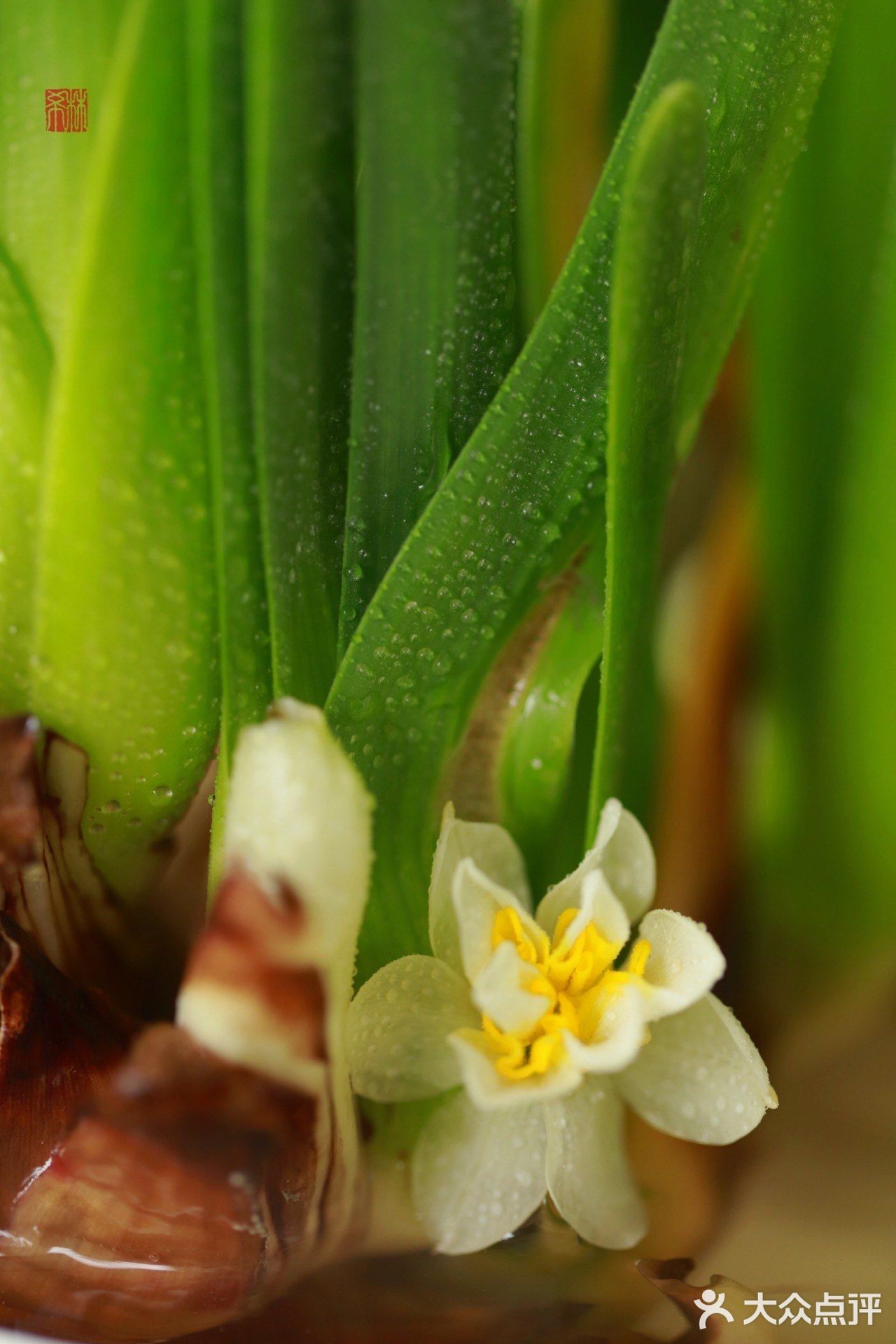 金盏玉台20200309