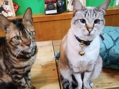 -李小姐の猫咖啡馆(五角场店)
