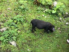 -硗碛藏寨·神木垒景区