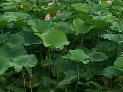 -日照海滨国家森林公园