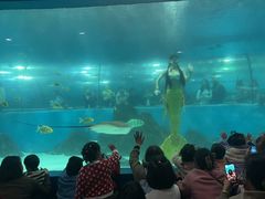 -苏州海洋馆