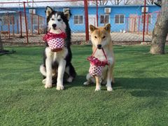 -宠物寄养训练学校