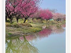 -花开海上生态园