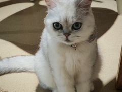 -藏猫猫咖啡主题馆(中央大道店)