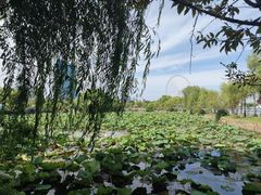 -无锡蠡湖国家湿地公园-蠡园