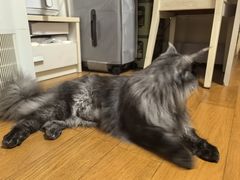 -瑞鹏宠物医院·微创内窥镜·骨外科·牙科(翠竹分院)