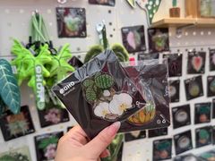 -荷兰花海