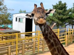 -西霞口神雕山野生动物世界