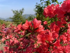 -瑞安圣井山景区