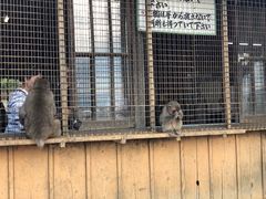 -岚山猴子公园