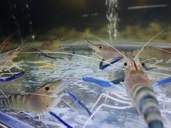 -白仁仔· 活烤海鲜 宵夜(豫园店)