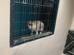 -猫色咖啡·猫咖