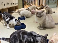 -藏猫猫咖啡主题馆(中央大道店)